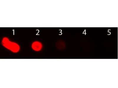 Dot Blot: Rabbit anti-Mouse IgM Secondary Antibody [Texas Red] [NBP1-73703] - Dot Blot of Rabbit anti-Mouse IgM Secondary Antibody [Texas Red]. Antigen: Mouse IgM. Load: Lane 1 - 200  ng Lane 2 - 66.7  ng Lane 3 - 22.2  ng Lane 4 - 7.41  ng Lane 5 - 2.47  ng.  Incubated for 1hr at RT; blocked for 60 min at RT.
